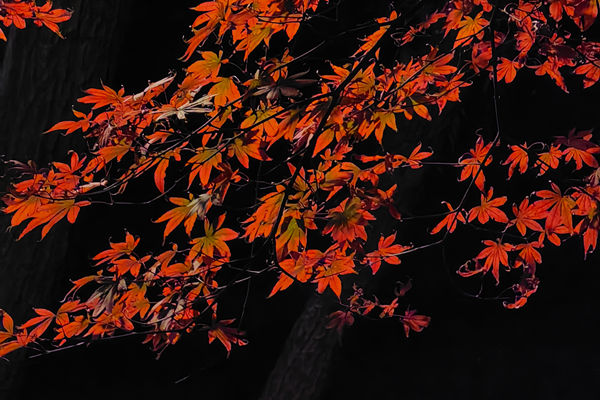 国务院关于产业链供应链安全的规定