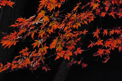 国务院关于产业链供应链安全的规定